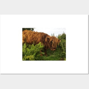 Scottish Highland Cattle Calf 2072 Posters and Art